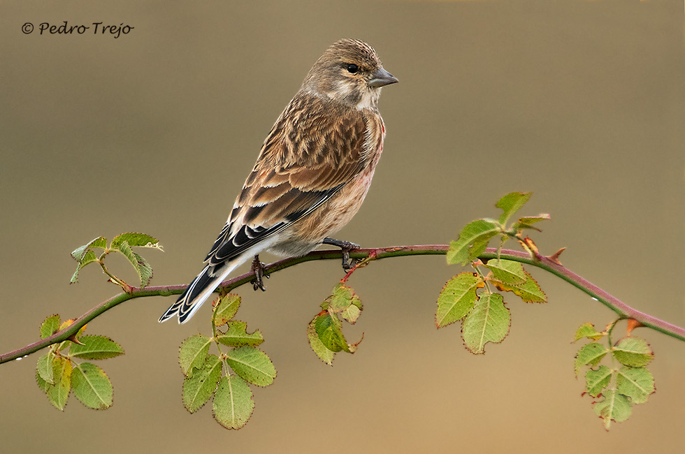 Pardillo común (Carduelis cannabina)